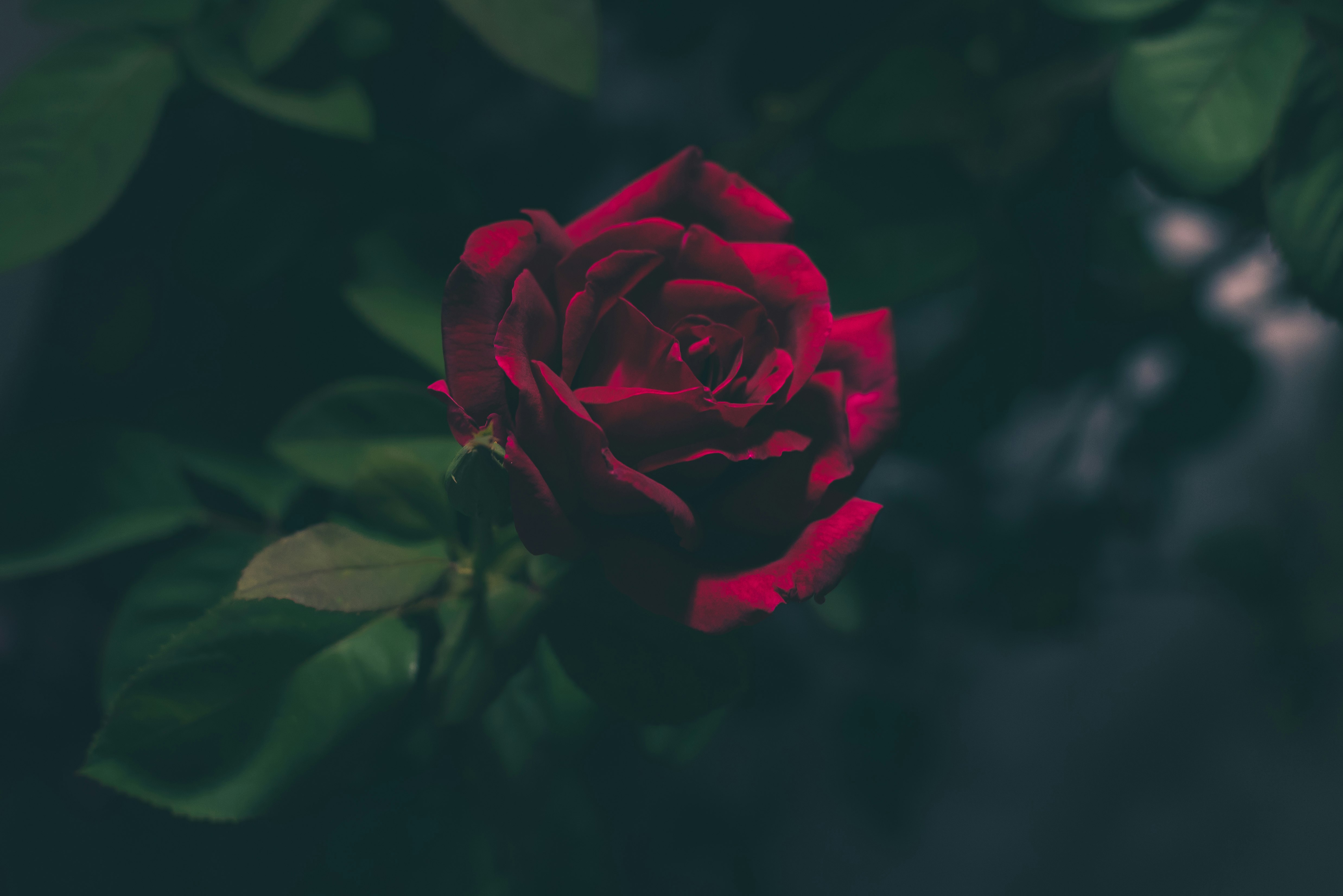 shallow focus photography of red rose